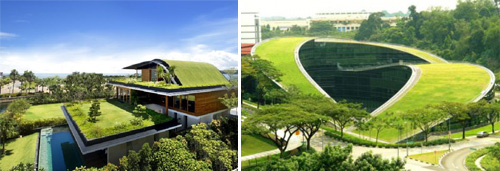 архитект зелен покрив